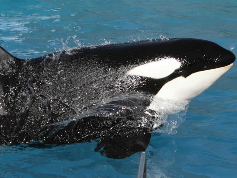 In this Nov. 30, 2006, file photo Kasatka the killer whale performs during SeaWorld's Shamu show in San Diego. 
